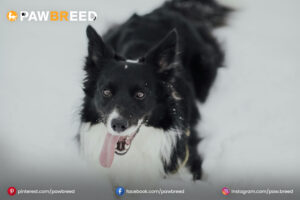 Australian Cattle Dog and Border Collie Mix