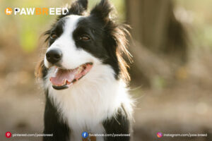 Border-Collie-Mix-Dog