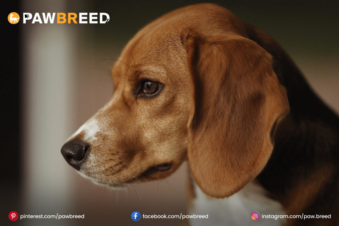 Beagle Mix Dog