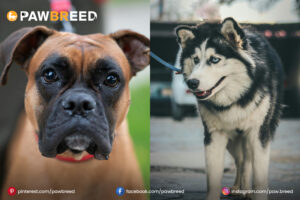 Boxer and Husky Mix Dogs
