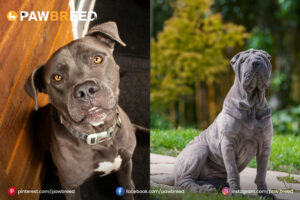 Shar Pei and Pitbull Mix Dogs