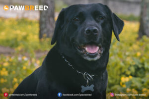 Hound Lab Mix Dog
