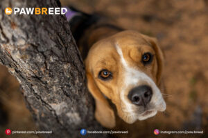 Labrador Hound Mix Dog 