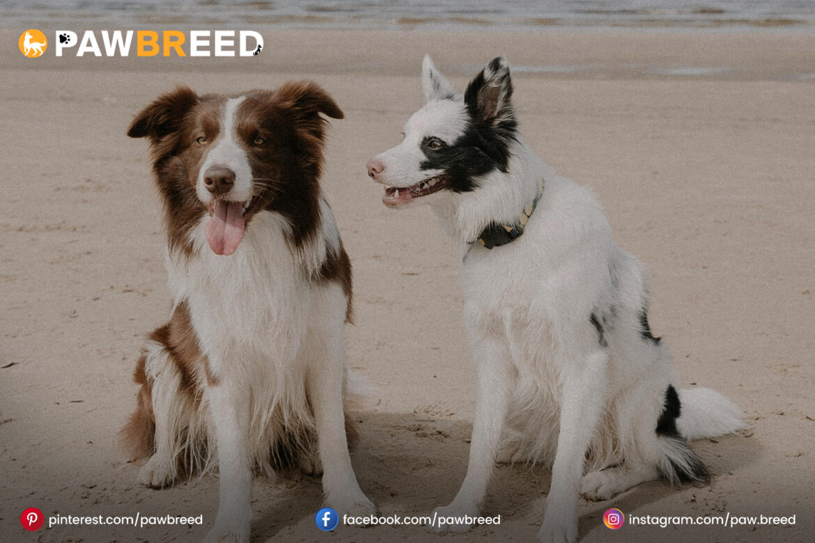 Australian Cattle Dog and Border Collie Mix Australian Cattle Dog and Border Collie Mix