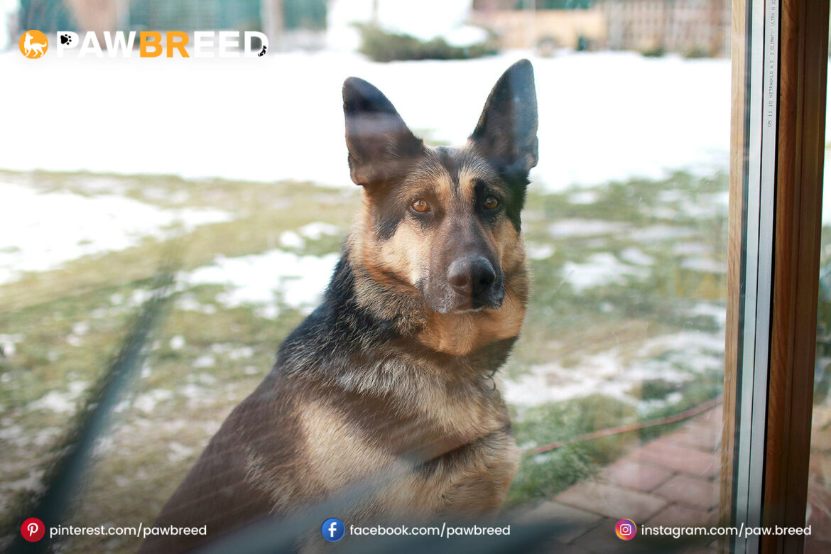 Shepherd dog Shepherd dog