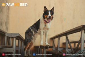 Border Collie Mix Australian Cattle Dog