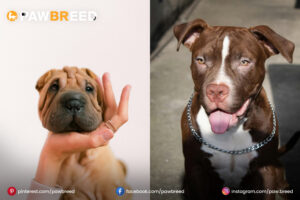 Sher Pai Dog Pitbull Mix