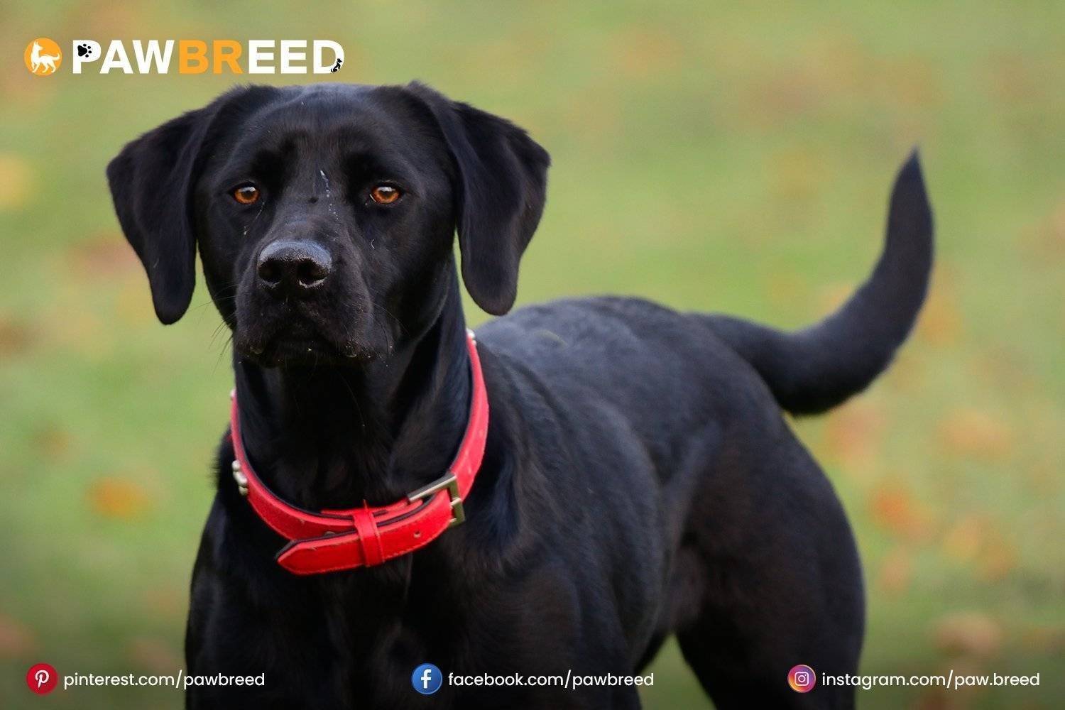 Hound Lab Mix Dog