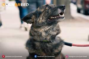 Shepherd dog