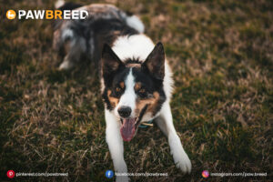 Border Collie Mix Australian Cattle Dog