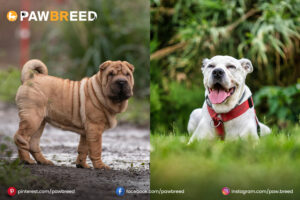 Sher Pai Dog Pitbull Mix