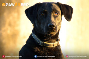 Hound Lab Mix Dog