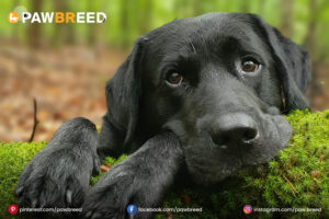 Hound Dog Black Lab Mix