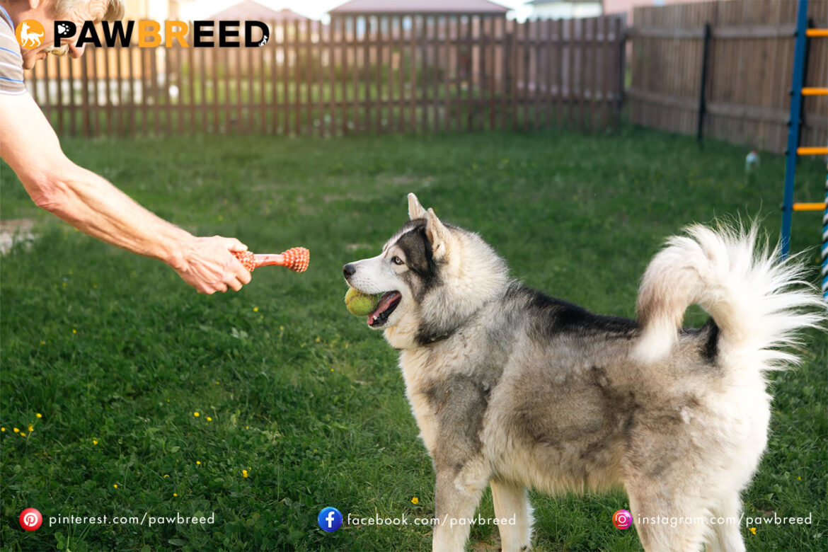 How Long Can Siberian Huskies Live? How Long Can Siberian Huskies Live?