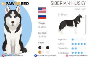 How Big Can a Siberian Husky Get? 
