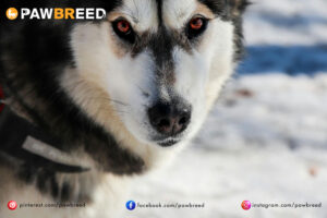 How Cold Can a Siberian Husky Handle? 