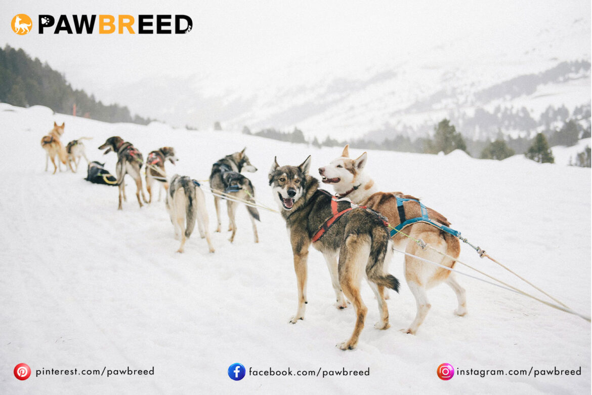 How Cold Is Too Cold for a Siberian Husky?
