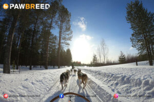 How Cold Is Too Cold for Siberian Husky? 