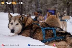 How Cold Is Too Cold for Siberian Husky? 