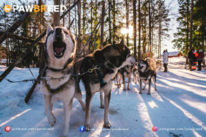 How Expensive Are Siberian Huskies? 