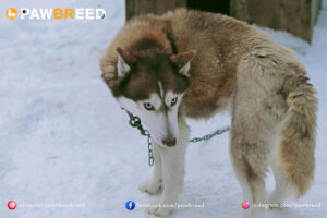 How Expensive Are Siberian Huskies? 