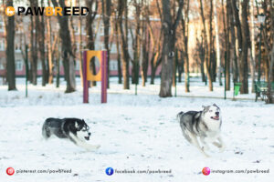 How Far Can a Siberian Husky Run? 