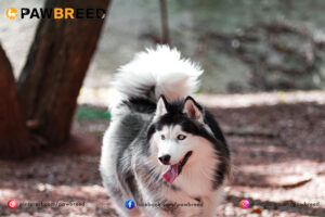 How Far Can a Siberian Husky Run? 