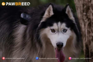 How Fast Do Siberian Huskies Run?