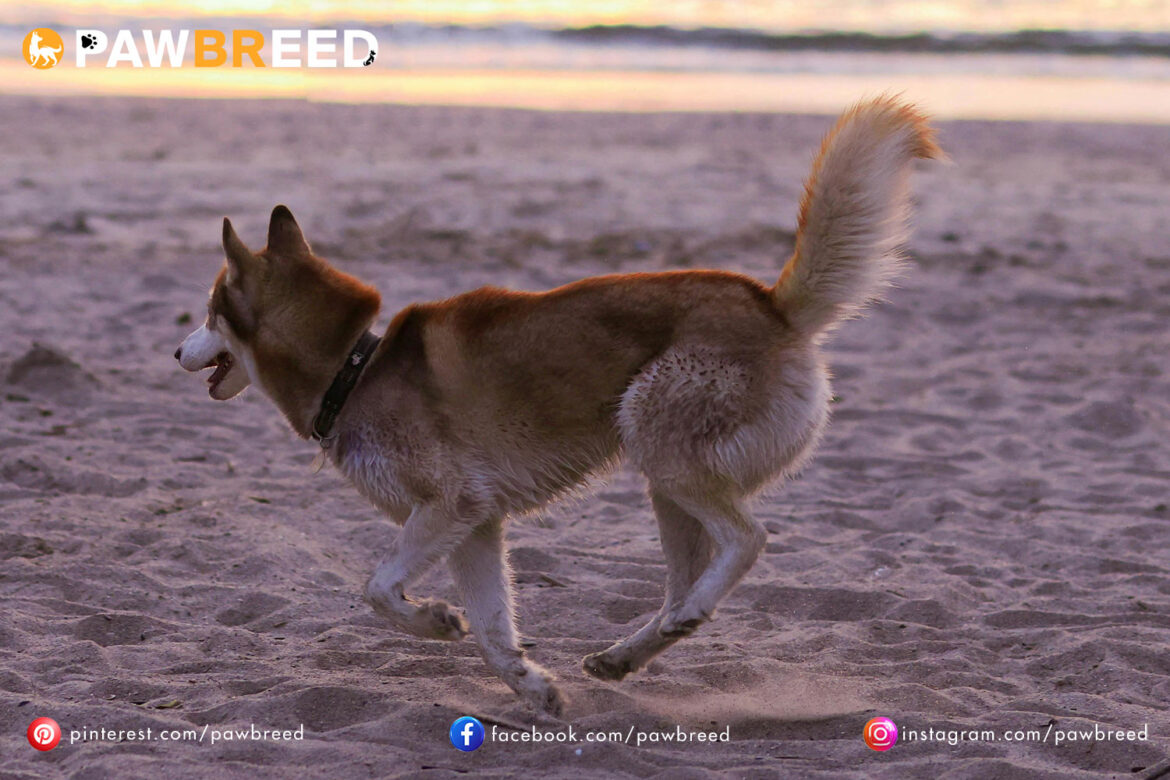 How Fast Do Siberian Huskies Run? How Fast Do Siberian Huskies Run?
