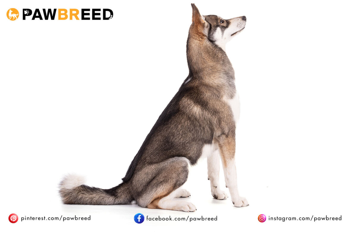 How long do Siberian Huskies grow