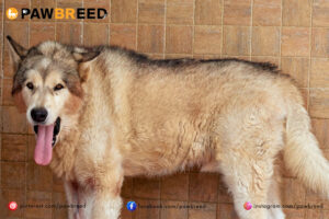 How long do Siberian Huskies grow
