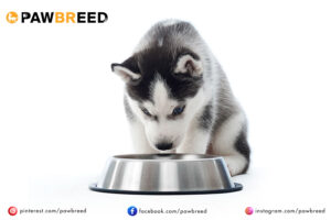 How Long Does a Siberian Husky Live? 