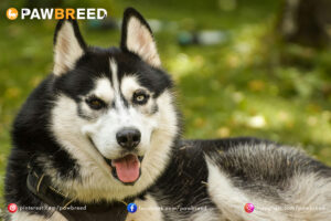 How Much Should a Siberian Husky Eat? 