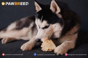 How Much Should a Siberian Husky Eat? 