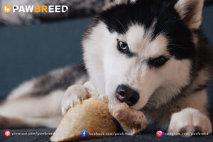 How Much to Feed a Siberian Husky Puppy? 